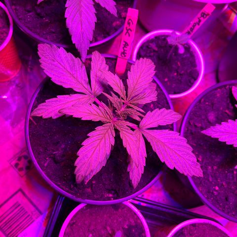 GSC growlog photo: Added earthworm castings and they seem to be taking it well! 