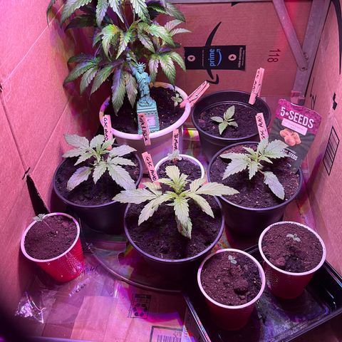 GSC growlog photo: Added earthworm castings and they seem to be taking it well! 