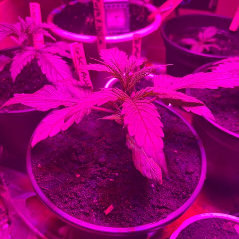 GSC growlog timeline photo