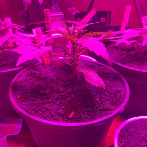 GSC growlog timeline photo