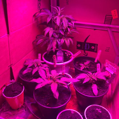 GSC growlog timeline photo