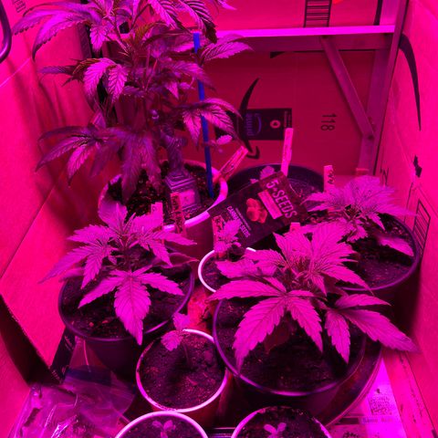 GSC growlog timeline photo