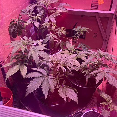 GSC growlog timeline photo