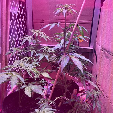 GSC growlog photo: Start of flowering. 