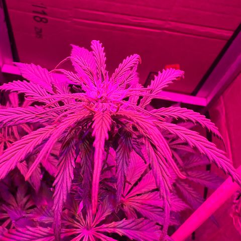GSC growlog timeline photo