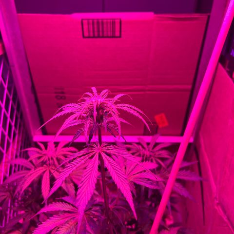 GSC growlog timeline photo