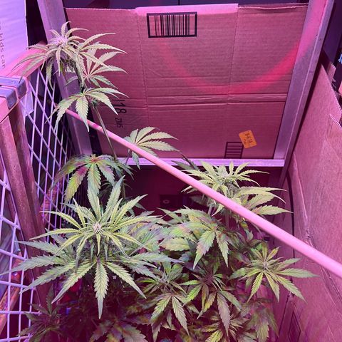 GSC growlog timeline photo