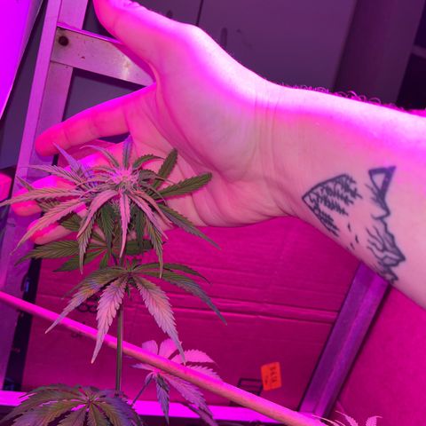 GSC growlog timeline photo