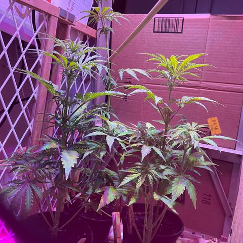 GSC growlog timeline photo
