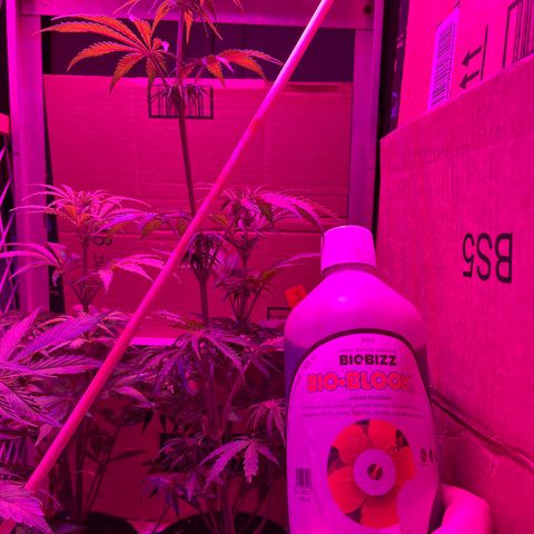 GSC growlog timeline photo