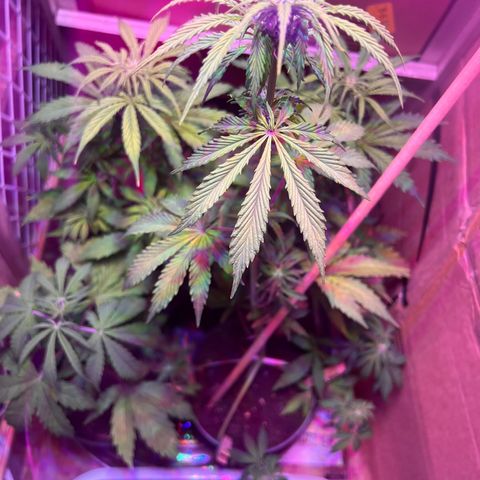 GSC growlog timeline photo