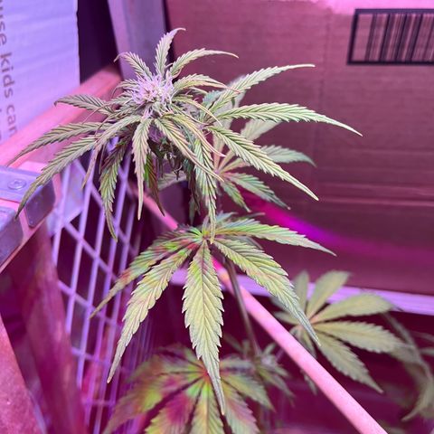 GSC growlog timeline photo