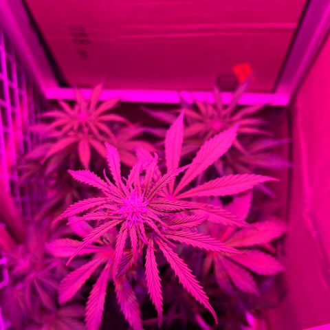 GSC growlog timeline photo