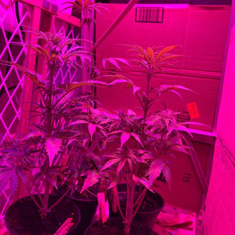 GSC growlog timeline photo