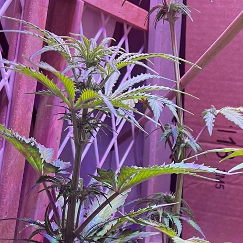 GSC growlog timeline photo