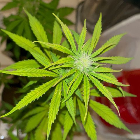 GSC growlog timeline photo