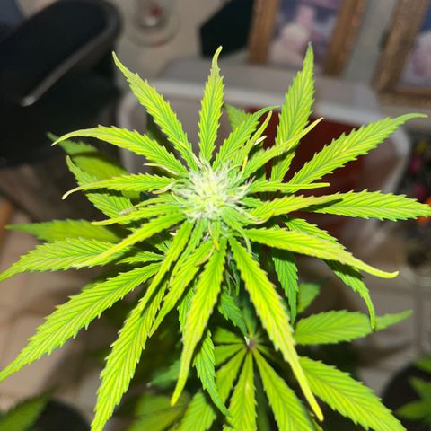 GSC growlog timeline photo