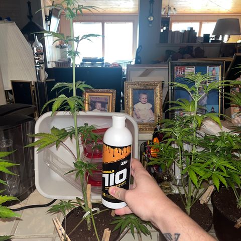 GSC growlog timeline photo
