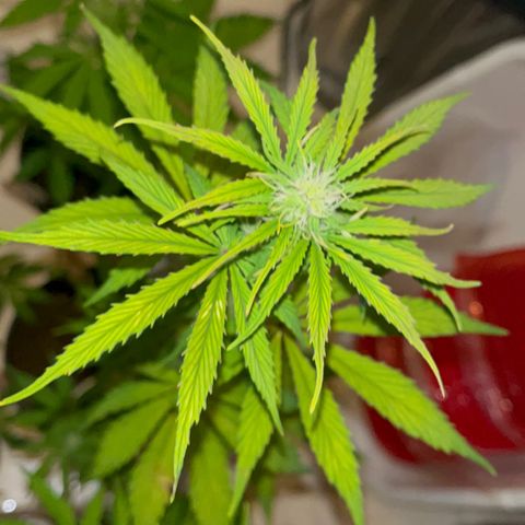 GSC growlog timeline photo