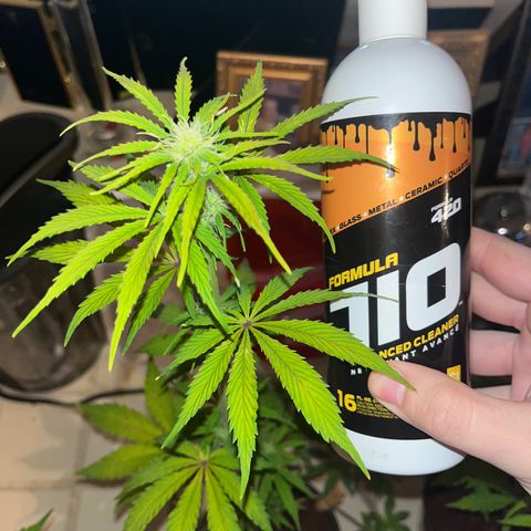 GSC growlog timeline photo