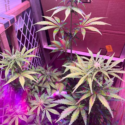 GSC growlog timeline photo