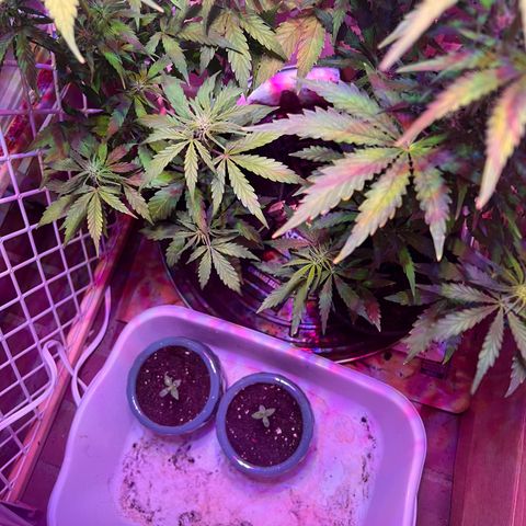 GSC growlog timeline photo