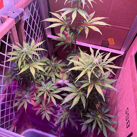 GSC growlog timeline photo