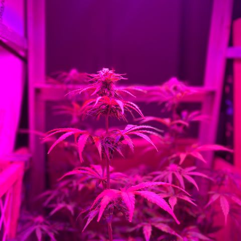 GSC growlog timeline photo