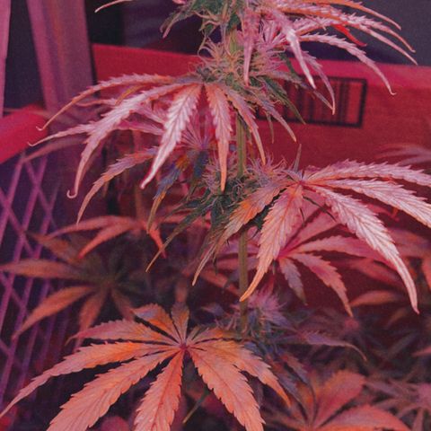 GSC growlog timeline photo