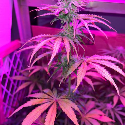 GSC growlog timeline photo