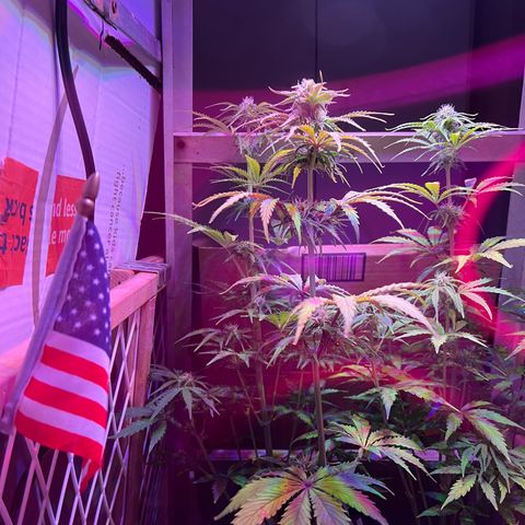 GSC growlog timeline photo
