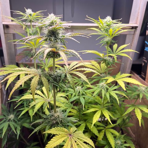 GSC growlog photo: Upgraded light. 