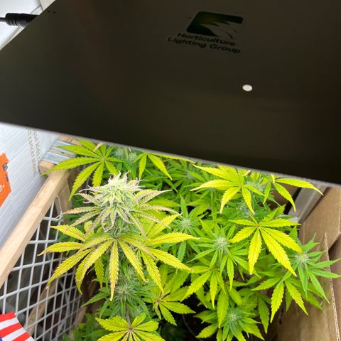 GSC growlog photo: Upgraded light. 