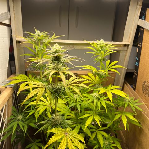 GSC growlog photo: Upgraded light. 