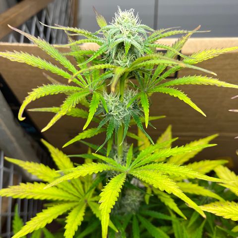 GSC growlog timeline photo