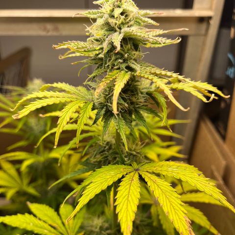 GSC growlog timeline photo