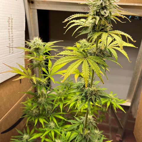 GSC growlog timeline photo