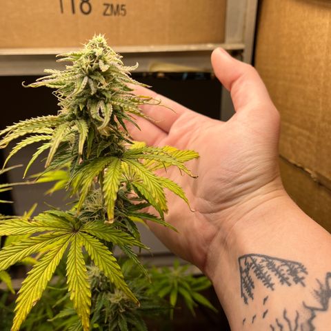 GSC growlog timeline photo
