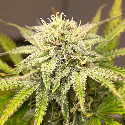 GSC growlog photo: Triches really starting to show. Northern lights entered veg. 
