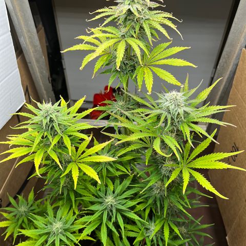 GSC growlog photo: Triches really starting to show. Northern lights entered veg. 