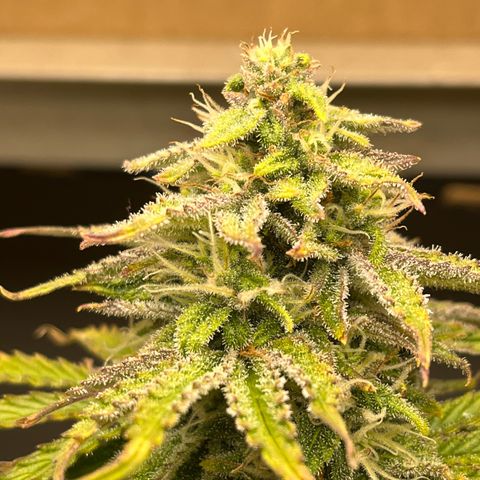 GSC growlog photo: Triches really starting to show. Northern lights entered veg. 