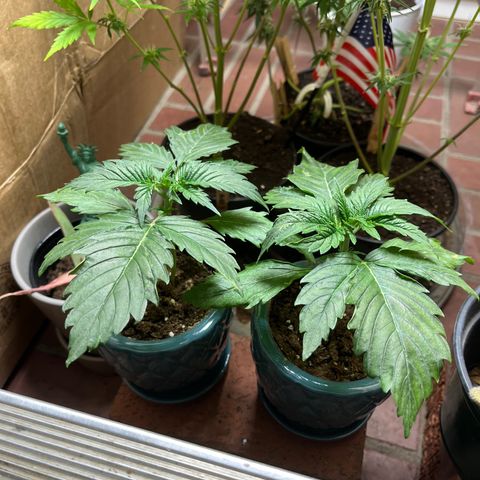 GSC growlog photo: Triches really starting to show. Northern lights entered veg. 