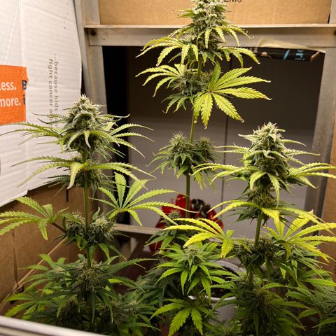 GSC growlog photo: Buds really forming now as I’m doubling down on nutrients and watering about every other day. 