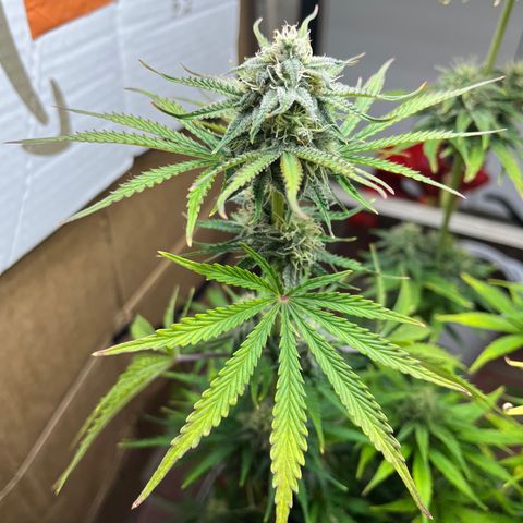 GSC growlog photo: Buds really forming now as I’m doubling down on nutrients and watering about every other day. 