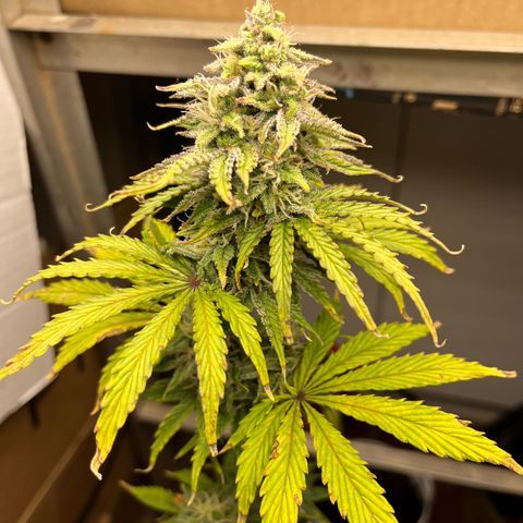 GSC growlog photo: Buds really forming now as I’m doubling down on nutrients and watering about every other day. 