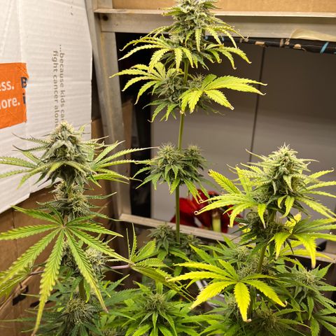 GSC growlog photo: Buds really forming now as I’m doubling down on nutrients and watering about every other day. 