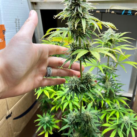 GSC growlog photo: Buds really forming now as I’m doubling down on nutrients and watering about every other day. 