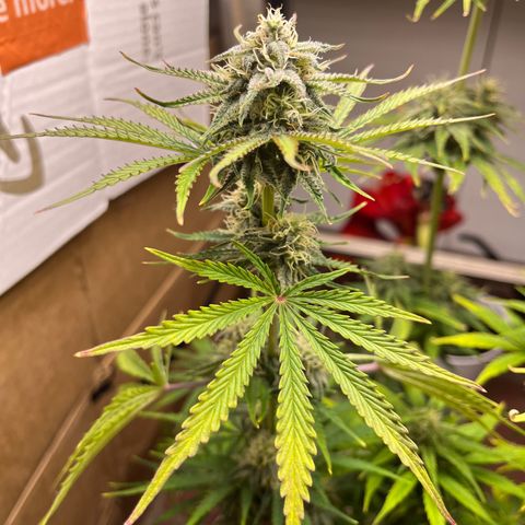 GSC growlog photo: Buds really forming now as I’m doubling down on nutrients and watering about every other day. 