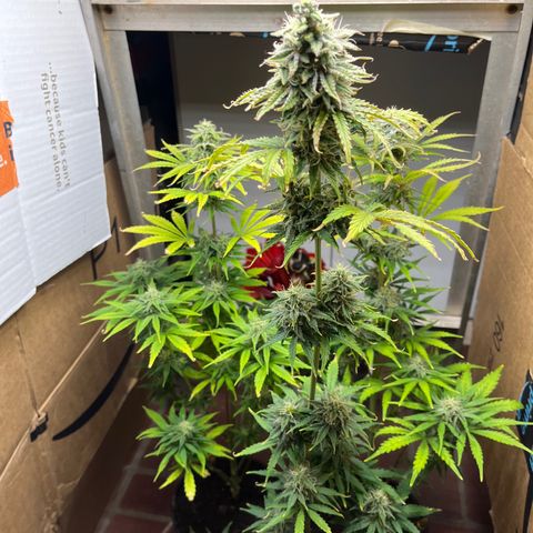 GSC growlog timeline photo