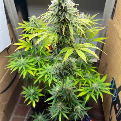 GSC growlog timeline photo